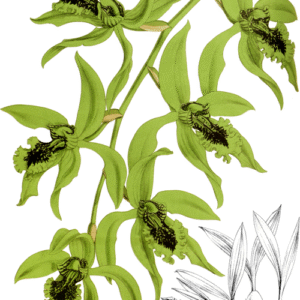 Witte Coelogyne pandurata orchidee bloem op donkere achtergrond.