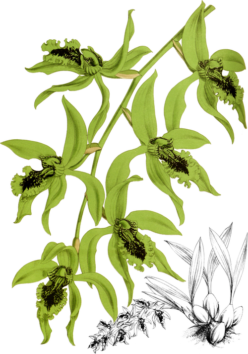 Witte Coelogyne pandurata orchidee bloem op donkere achtergrond.