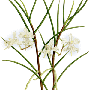 Bloeiende witte Papilionanthe vandarum orchidee met groene bladeren.