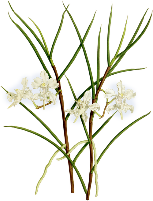 Bloeiende witte Papilionanthe vandarum orchidee met groene bladeren.