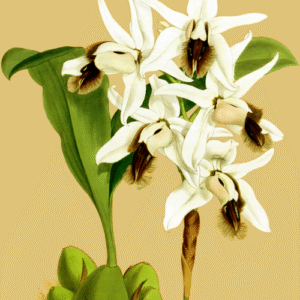 Witte Coelogyne barbata orchidee bloem met gele lip.