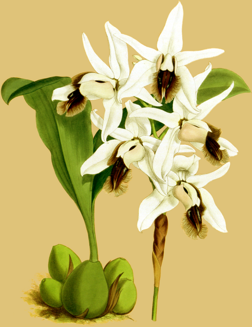 Witte Coelogyne barbata orchidee bloem met gele lip.