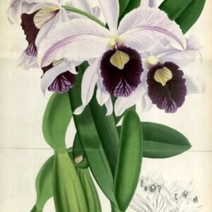 Prachtige Cattleya purpurata orchidee in levendige kleuren.