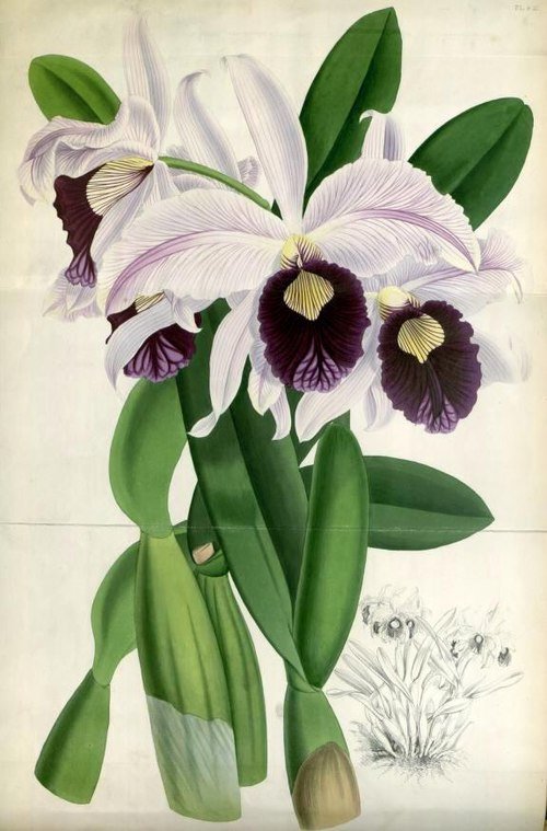 Prachtige Cattleya purpurata orchidee in levendige kleuren.