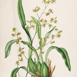 Oncidium leucochilum orchidee op botanische illustratiepagina.
