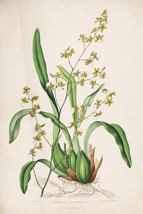 Oncidium leucochilum orchidee op botanische illustratiepagina.