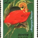 Anthurium scherzerianum bloeiende plant op kleigrond.