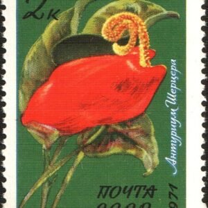 Anthurium scherzerianum bloeiende plant op kleigrond.