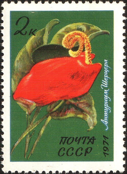 Anthurium scherzerianum bloeiende plant op kleigrond.