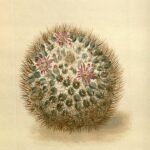 Mammillaria discolor cactus met groene en witte stekelige stelen in een botanische setting.