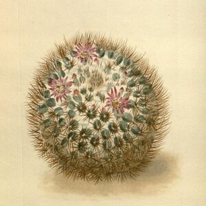 Mammillaria discolor cactus met groene en witte stekelige stelen in een botanische setting.