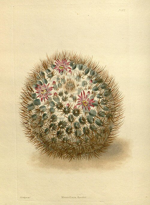 Mammillaria discolor cactus met groene en witte stekelige stelen in een botanische setting.