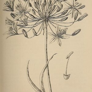 Golden Bloomeria aurea wildflowers in California landscape.