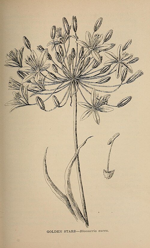 Golden Bloomeria aurea wildflowers in California landscape.