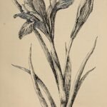 Bloeiende Iris macrosiphon in wilde bloementuin.