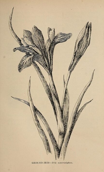 Bloeiende Iris macrosiphon in wilde bloementuin.