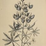 Wildflower Lupinus bicolor in blue and white blooms with green leaves outdoors.