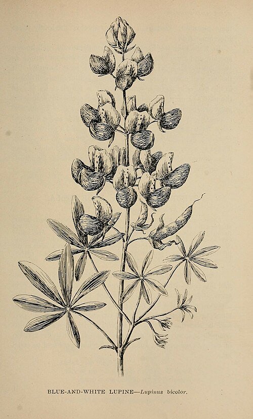 Wildflower Lupinus bicolor in blue and white blooms with green leaves outdoors.