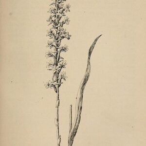 Beautiful white orchids blooming in a natural setting.