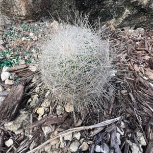 Thelocactus macdowellii cactusplant met roze bloemen in pot.