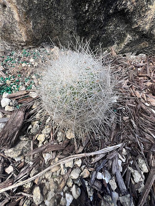 Thelocactus macdowellii cactusplant met roze bloemen in pot.