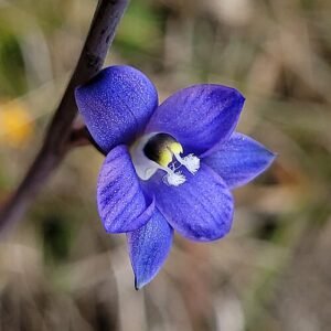 Blue Thelymitra orchid in full bloom with delicate petals and green leaves.