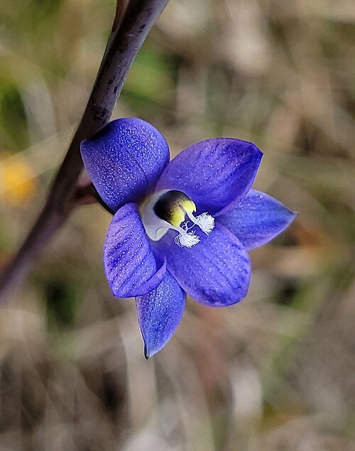 Blue Thelymitra orchid in full bloom with delicate petals and green leaves.