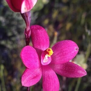 Thelymitra macmillanii orchidee met paarse bloem en groene bladeren.