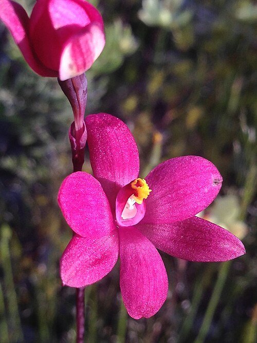 Thelymitra macmillanii orchidee met paarse bloem en groene bladeren.