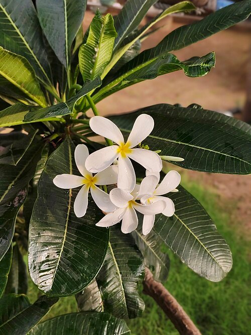 Witte Champa bloemen in volle bloei.