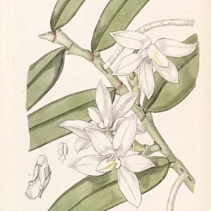 Bloeiende gele Thrixspermum calceolus orchidee op botanische illustratie.