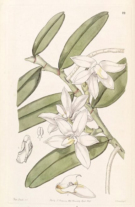 Bloeiende gele Thrixspermum calceolus orchidee op botanische illustratie.