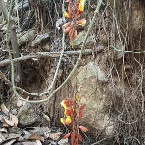 Kleurrijke bloemen van Mysore-winde op groene ranken.
