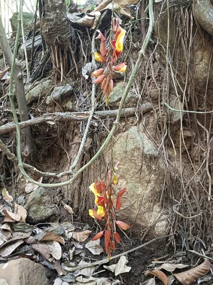 Kleurrijke bloemen van Mysore-winde op groene ranken.