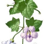 Paarse Grootbloemige thunbergia bloem op kleigrond.