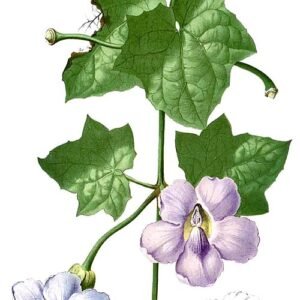 Paarse Grootbloemige thunbergia bloem op kleigrond.