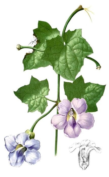 Paarse Grootbloemige thunbergia bloem op kleigrond.