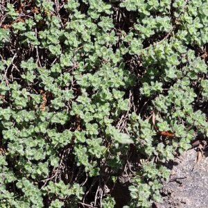Thymus pseudolanuginosus plant met kleine, pluizige grijs-groene bladeren en delicate roze bloemen in een tuinsetting.