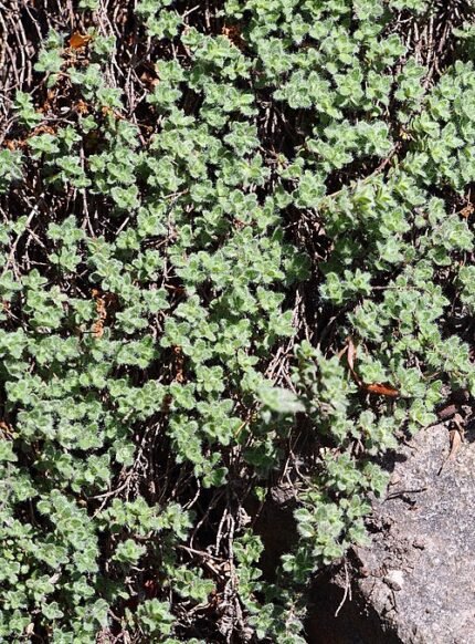 Thymus pseudolanuginosus plant met kleine, pluizige grijs-groene bladeren en delicate roze bloemen in een tuinsetting.