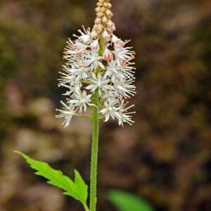 Tiarella nautila plant met witte bloemen en groen blad.