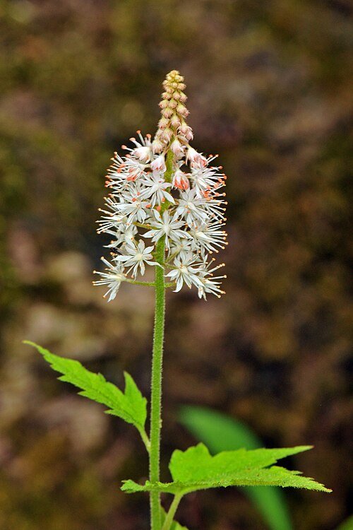 Tiarella nautila plant met witte bloemen en groen blad.