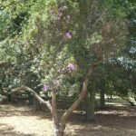 Bloeiende paarse Tibouchina lepidota plant met groene bladeren.