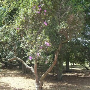 Bloeiende paarse Tibouchina lepidota plant met groene bladeren.