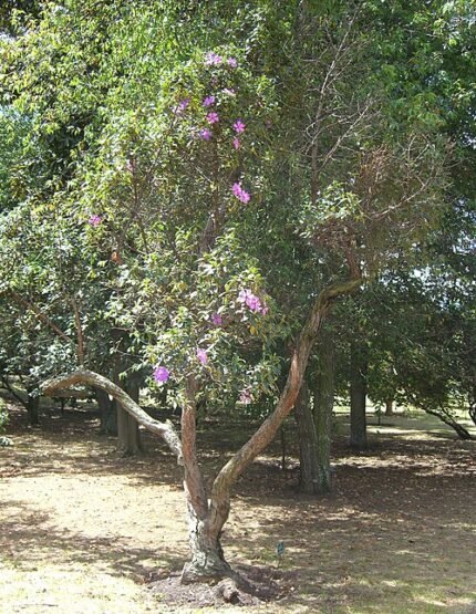 Bloeiende paarse Tibouchina lepidota plant met groene bladeren.