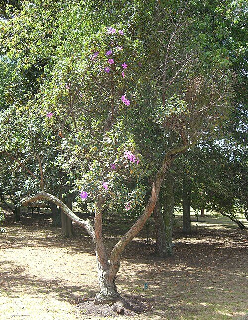 Bloeiende paarse Tibouchina lepidota plant met groene bladeren.