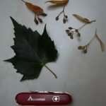Tilia mongolica boom met groene bladeren en bloemen.