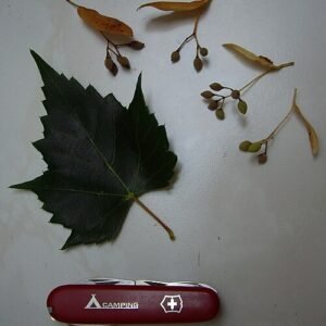 Tilia mongolica boom met groene bladeren en bloemen.