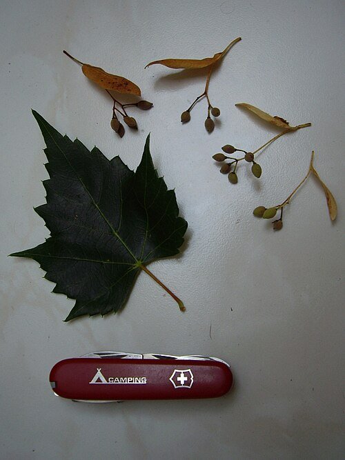 Tilia mongolica boom met groene bladeren en bloemen.