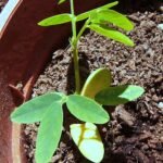 Jonge Tipuana-plant in een pot op een heldere achtergrond.