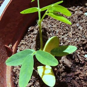 Jonge Tipuana-plant in een pot op een heldere achtergrond.